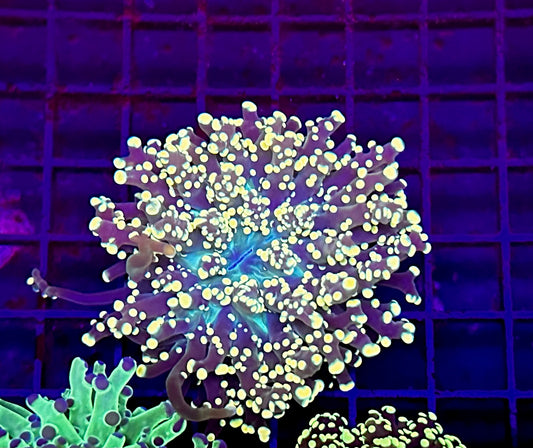 HGC Octospawn Coral