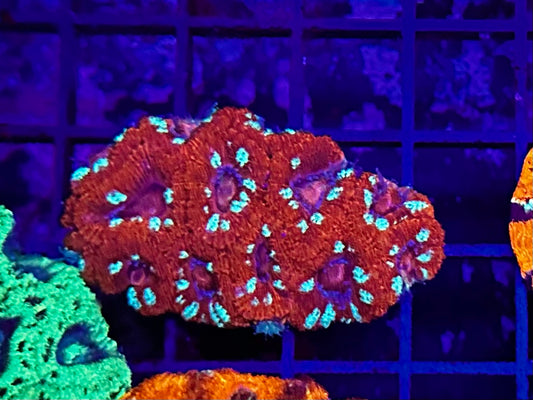 HGC Unique Micromusa “Acan” Lord Coral Colony