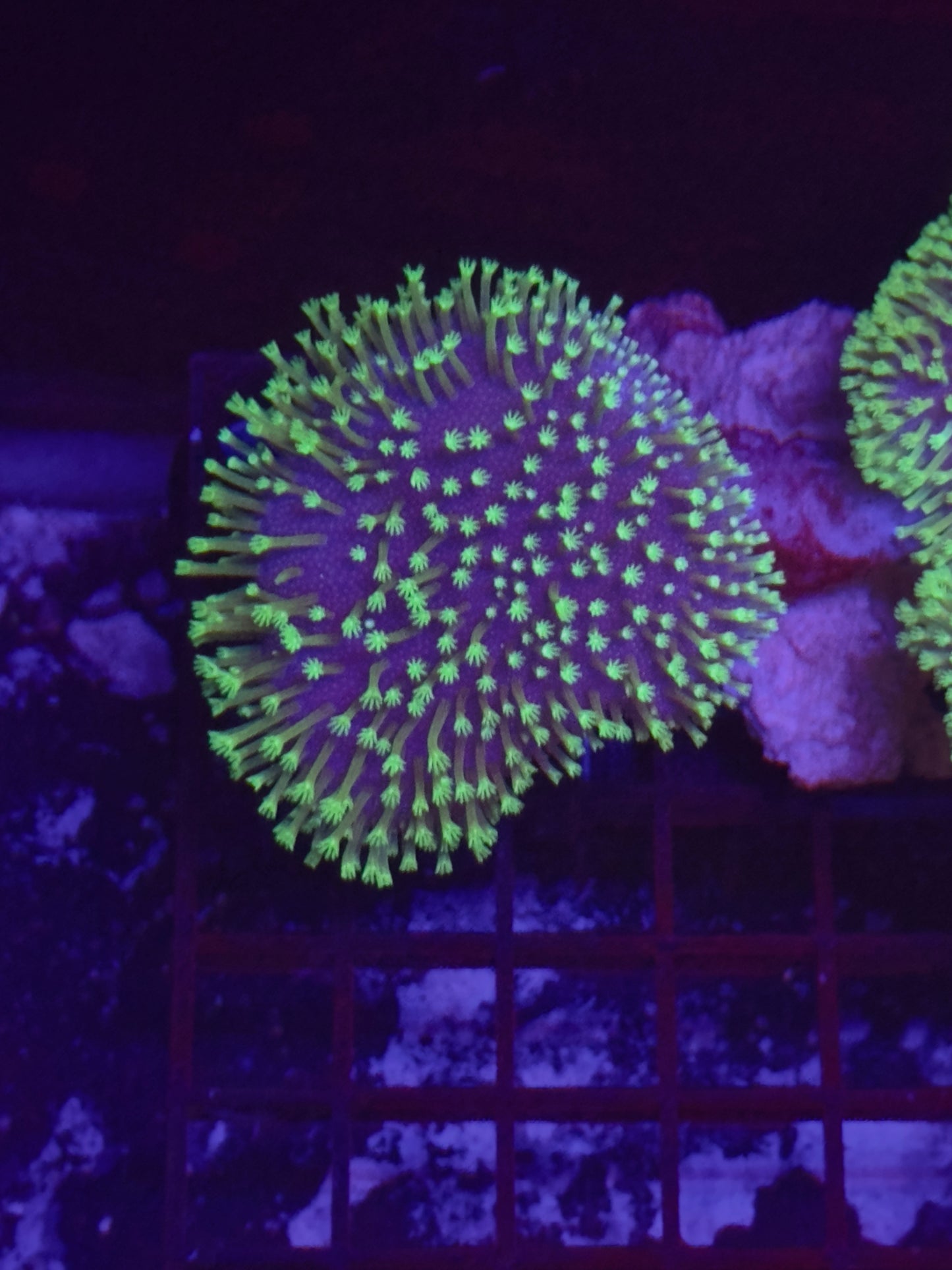 HGC Neon Toadstool Leather Coral