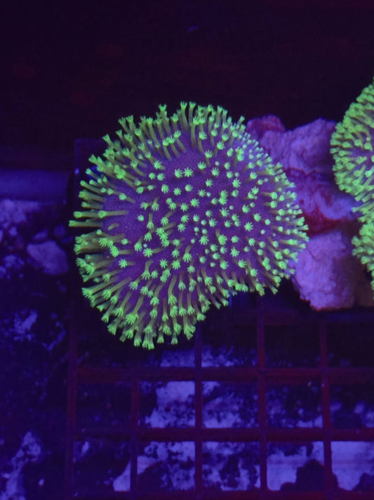 HGC Neon Toadstool Leather Coral
