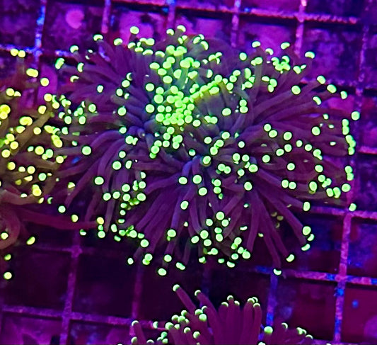 Black Light Torch Coral 3 heads