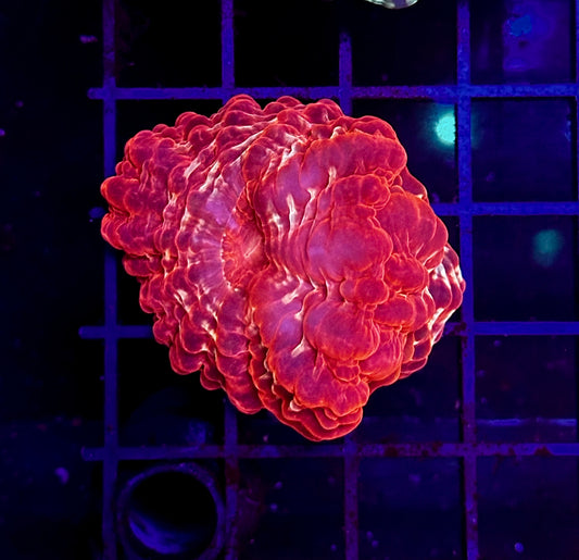 HGC 2 Headed Ruby Cynarina RARE!!!