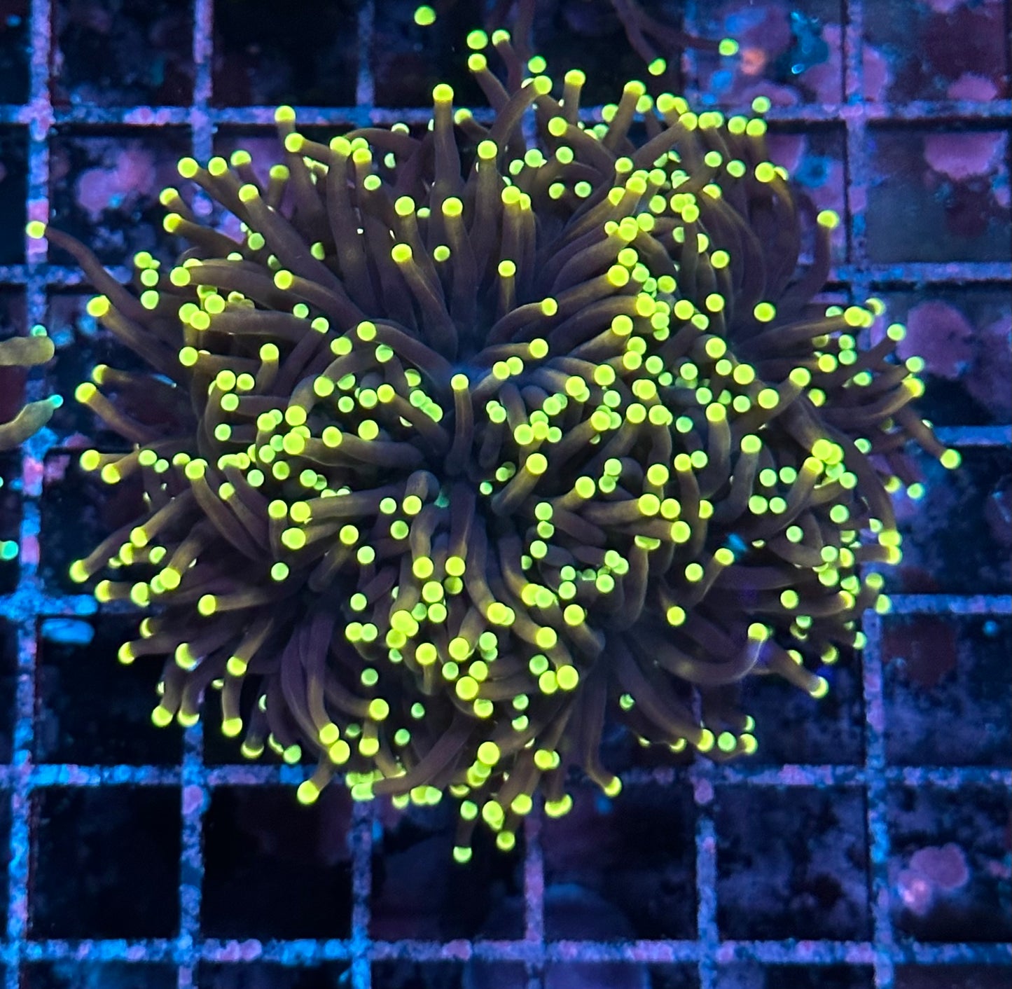 Sun Devil Torch Coral Multiple Head Colony C-2