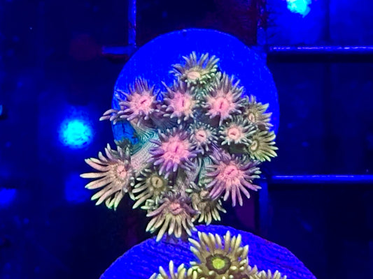 HGC Rainbow Goniopora 1