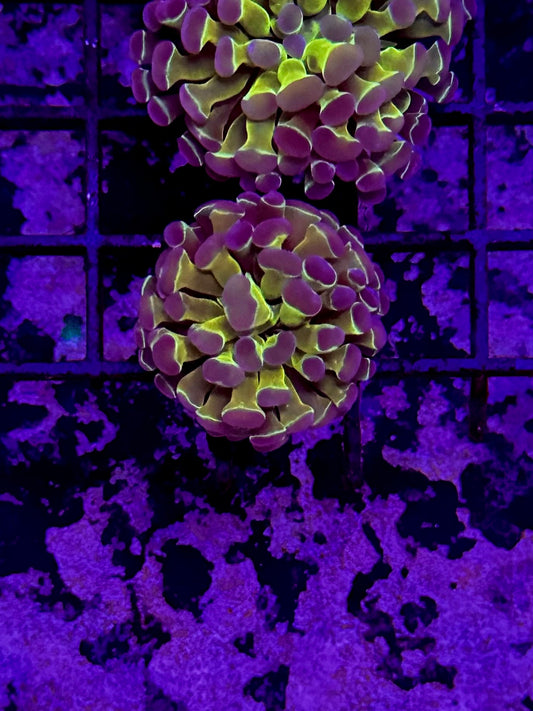 HGC Hologram Hammer Coral DO1S