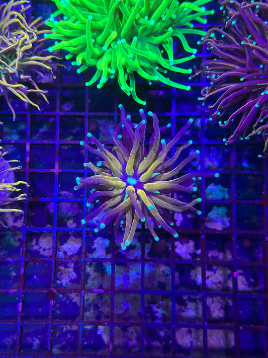 HGC Tiger Torch Coral