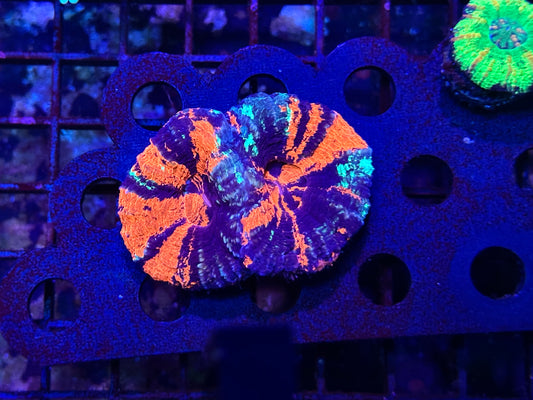 HGC RARE 2 Headed Warpaint Scolymia