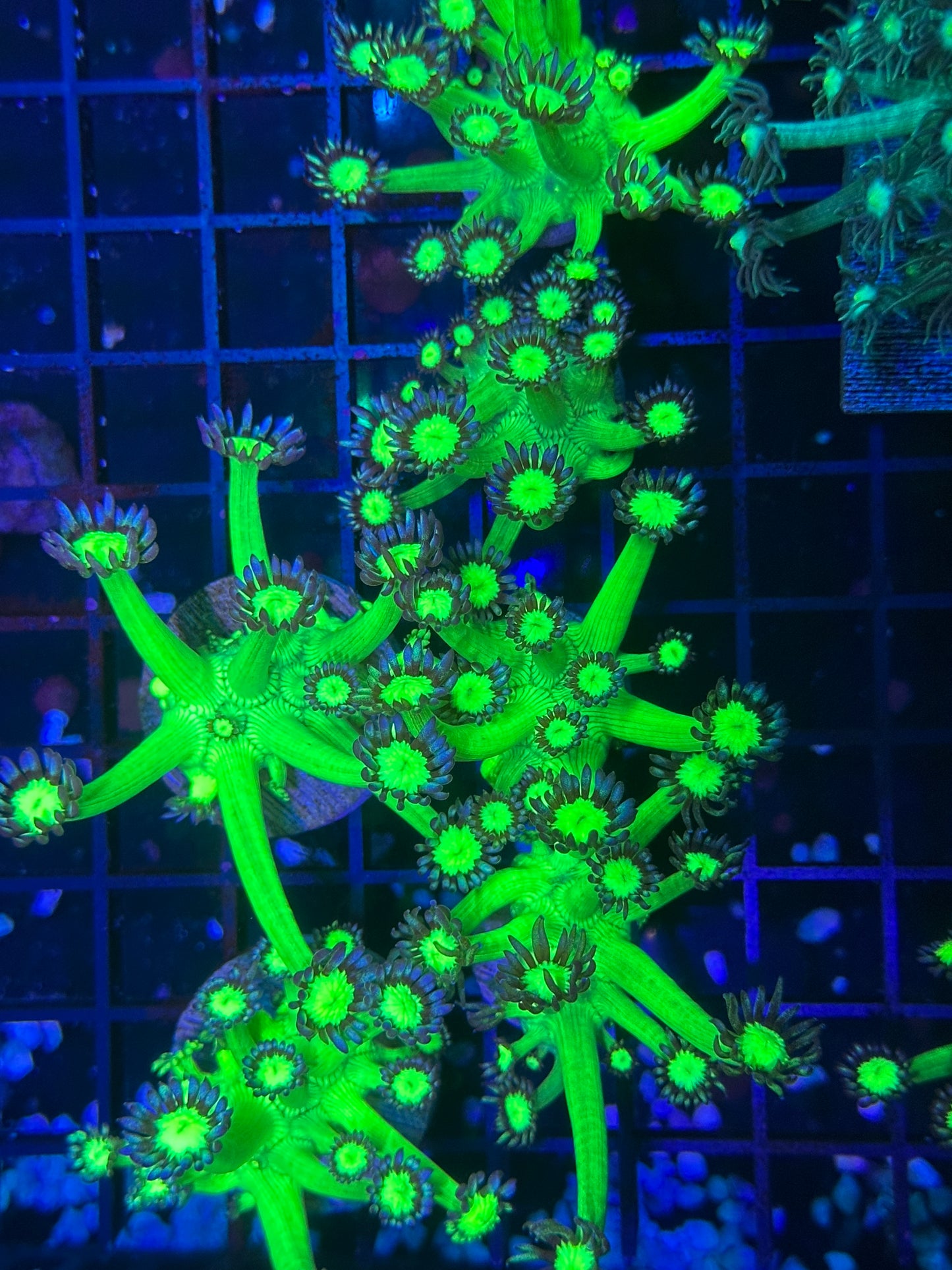 HGC Shadow Flame Goniopora