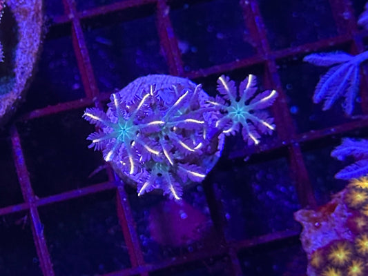 Firework Clove Polyps