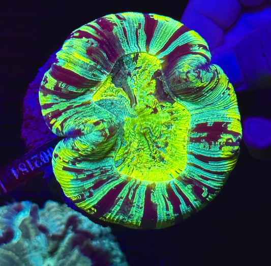 HGC Not So Mellow Yellow Wellsophyllia