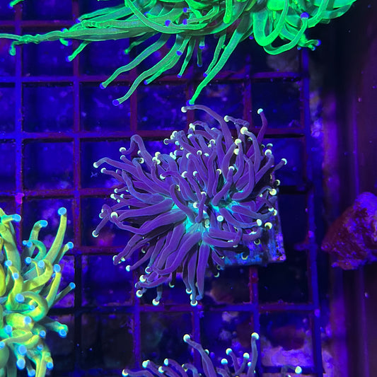 Sun Devil Torch Coral