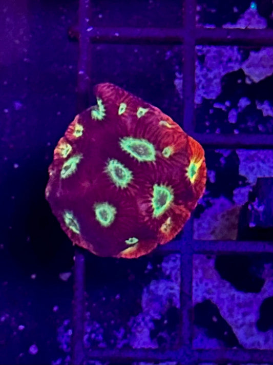 Favites War Coral