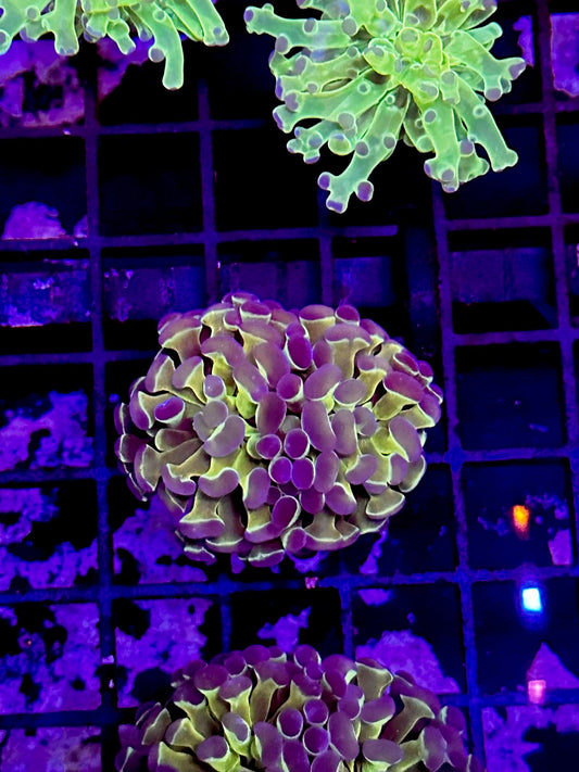 HGC Hologram Hammer Coral 2 Heads DO5D