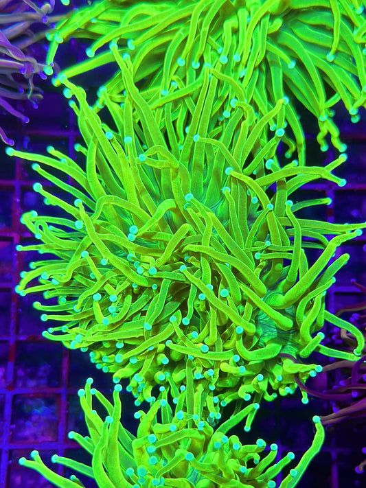 HGC Prenup Holy Grail Torch Coral 2