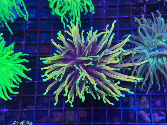 HGC Ultra Dragon Soul Torch Coral