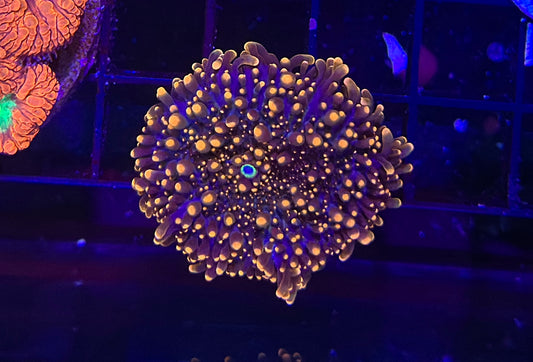 HGC Interstellar Yuma Mushroom 3