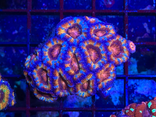 HGC Ultra Rainbow Micromusa “Acan” Lord Coral Colony