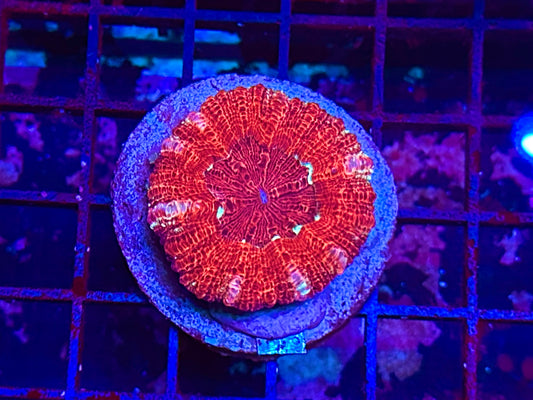 HGC Croc. Island Scolymia