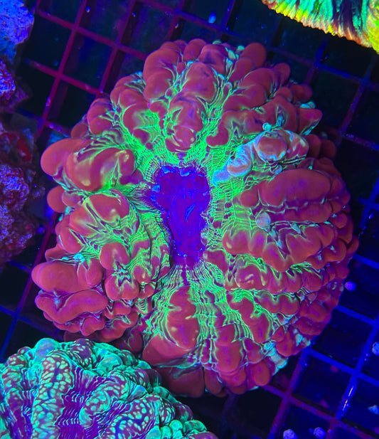 HGC Rainbow Cynarina