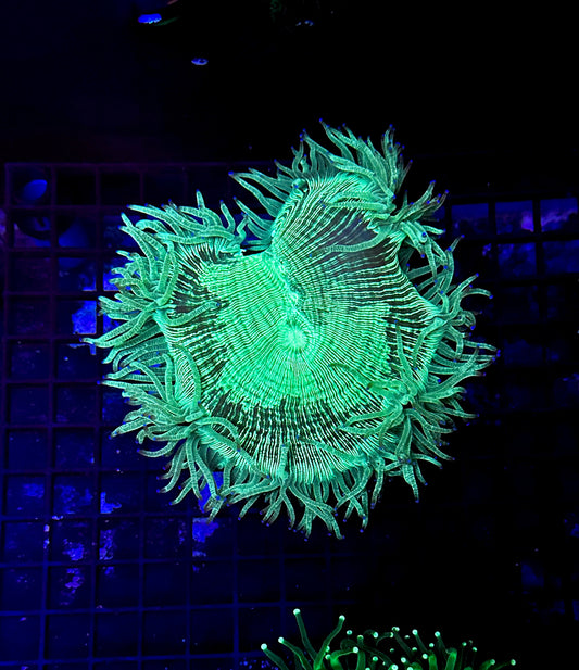 Elegance Coral