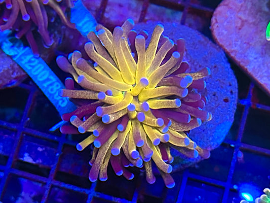 HGC Grafted Asian Torch Coral 2