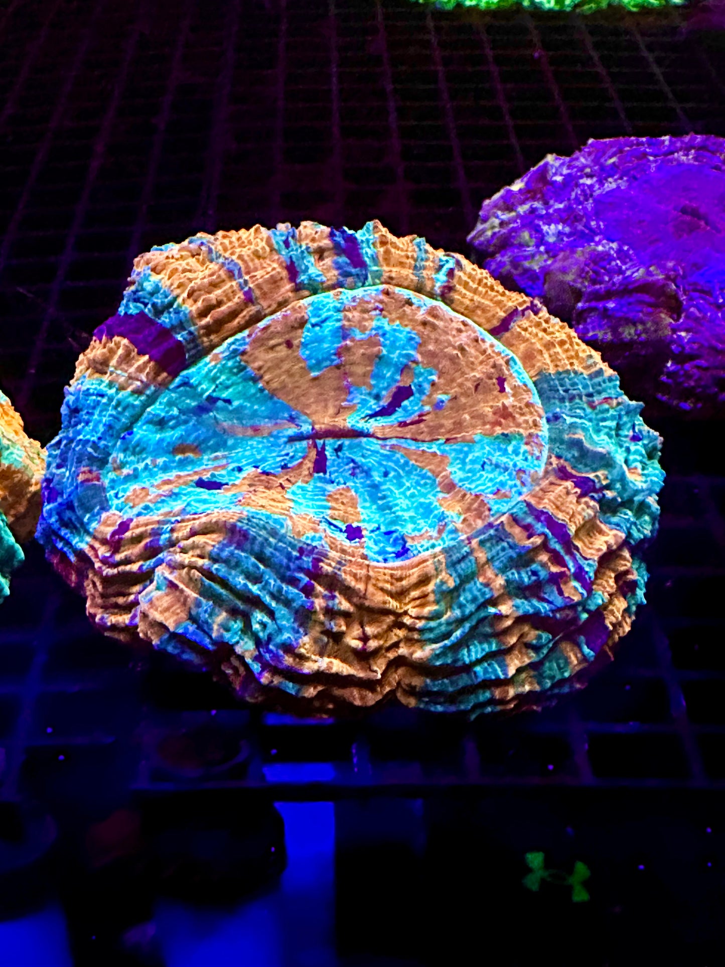 HGC Ultra Rainbow Acanthophyllia