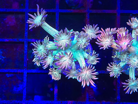 HGC Rainbow Mermaid Goniopora 3