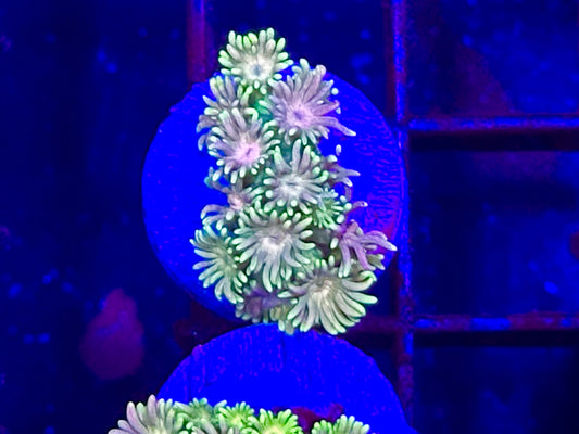 HGC Rainbow Goniopora 3