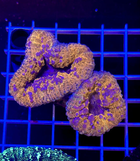 HGC Plum Crazy Crush Lobophyllia