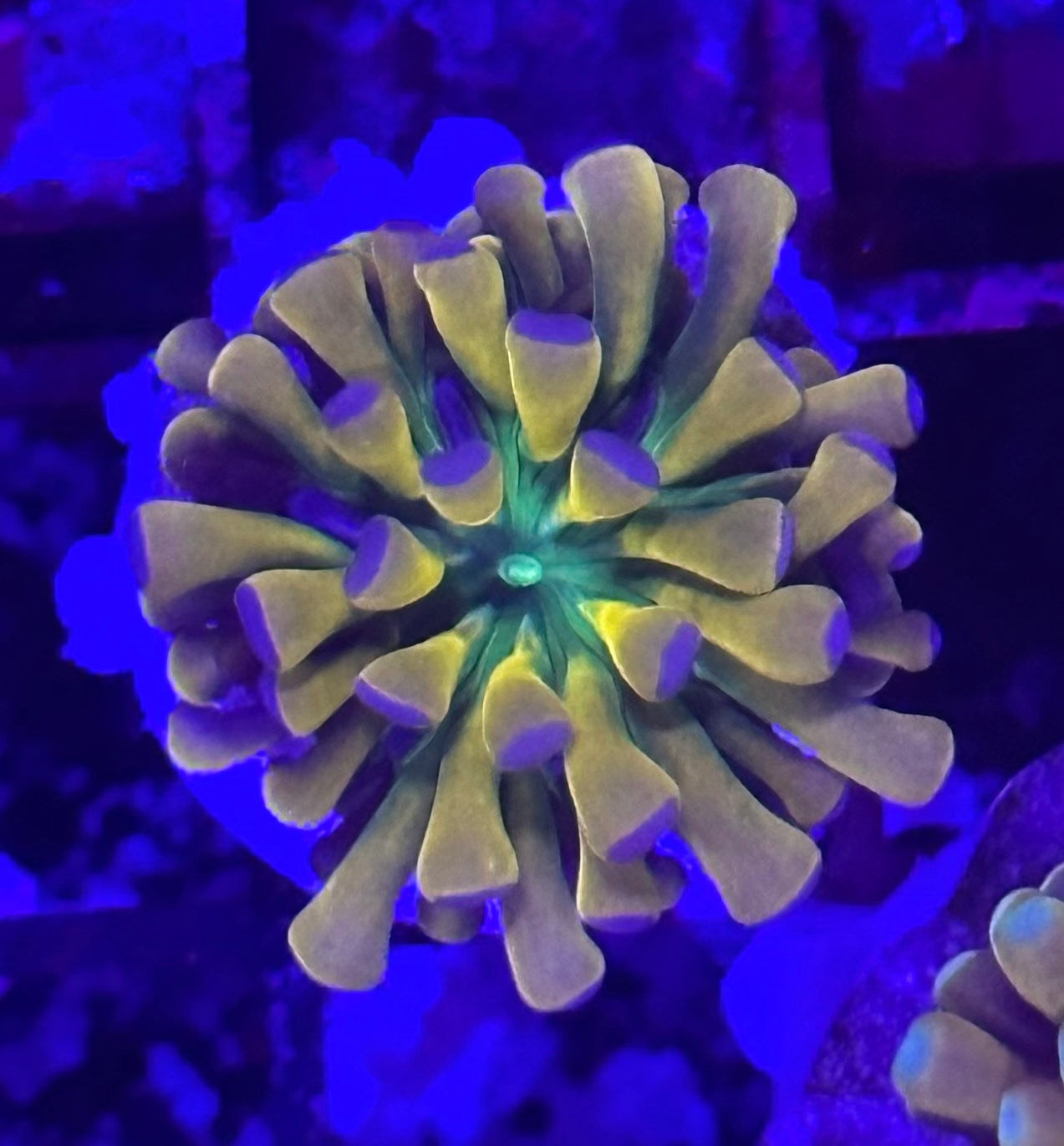 Stubby Holy Grail Torch Coral