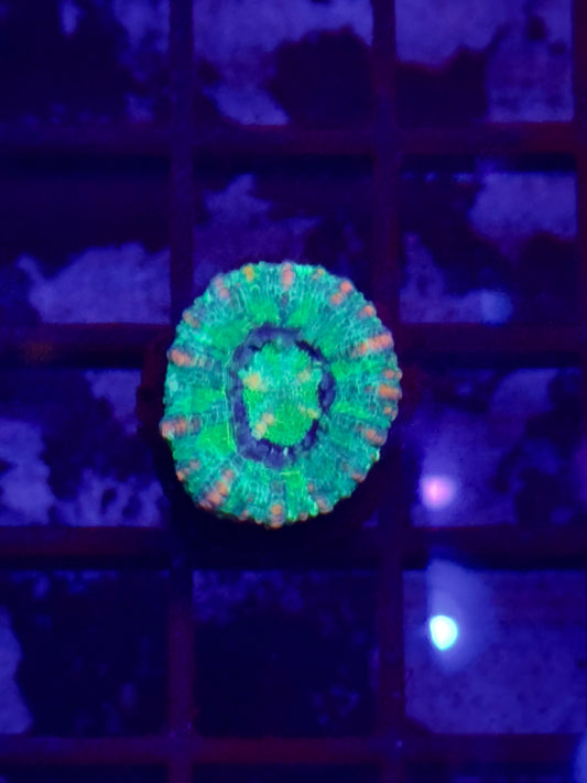Ultra Button Scolymia BS1