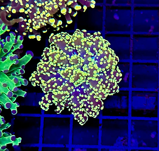 HGC Octospawn Coral