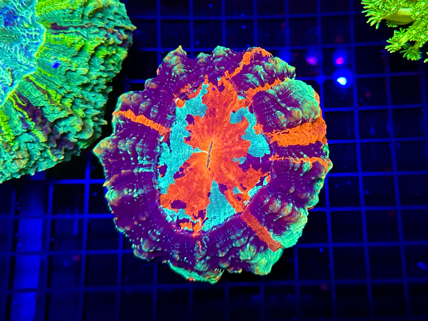 HGC Blazing Toxic Splat Acanthophyllia