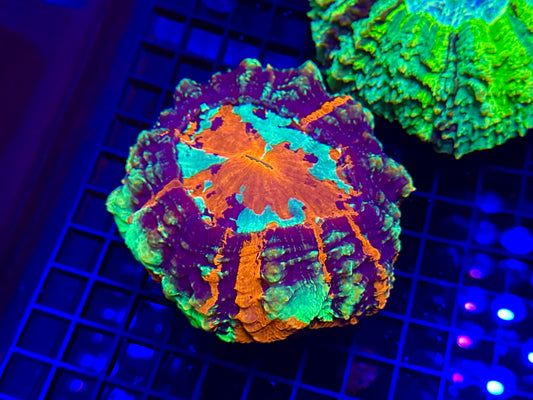 HGC Blazing Toxic Splat Acanthophyllia