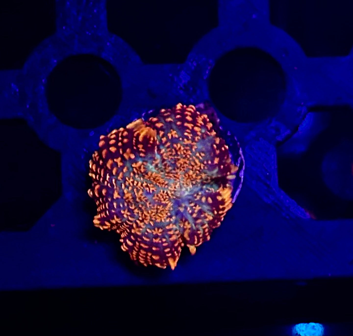 Forrest Fire Rhodactis Mushroom Coral
