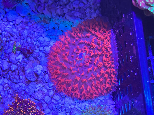 St. Thomas Bounce Mushroom Coral 3.5”+