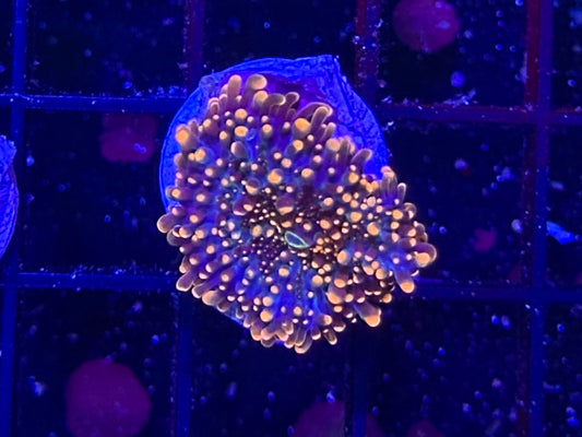 HGC Interstellar Yuma Mushroom 1