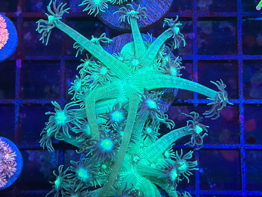 HGC Metallic Green Goniopora 2