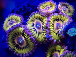 Stratocaster Zoanthids