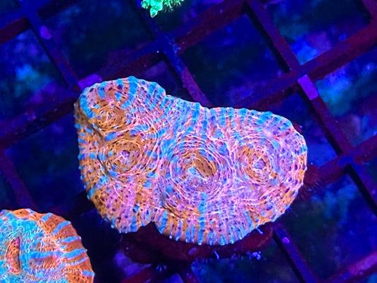 HGC Melted Convict Chalice Coral 2
