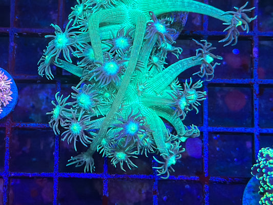 HGC Metallic Green Goniopora 1