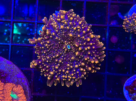 HGC Interstellar Yuma Mushroom 2