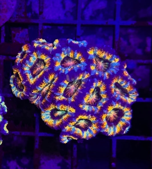 HGC Ultra Rainbow Micromusa “Acan” Lord Coral Colony
