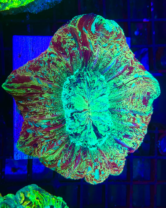 HGC Ultra Rainbow Wellsophyllia
