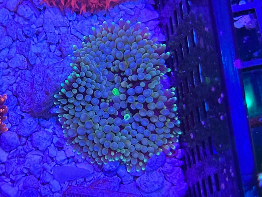 Ricordea Florida 8