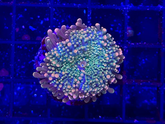 HGC Pink Yuma Mushroom