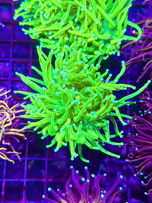 HGC Prenup Holy Grail Torch Coral