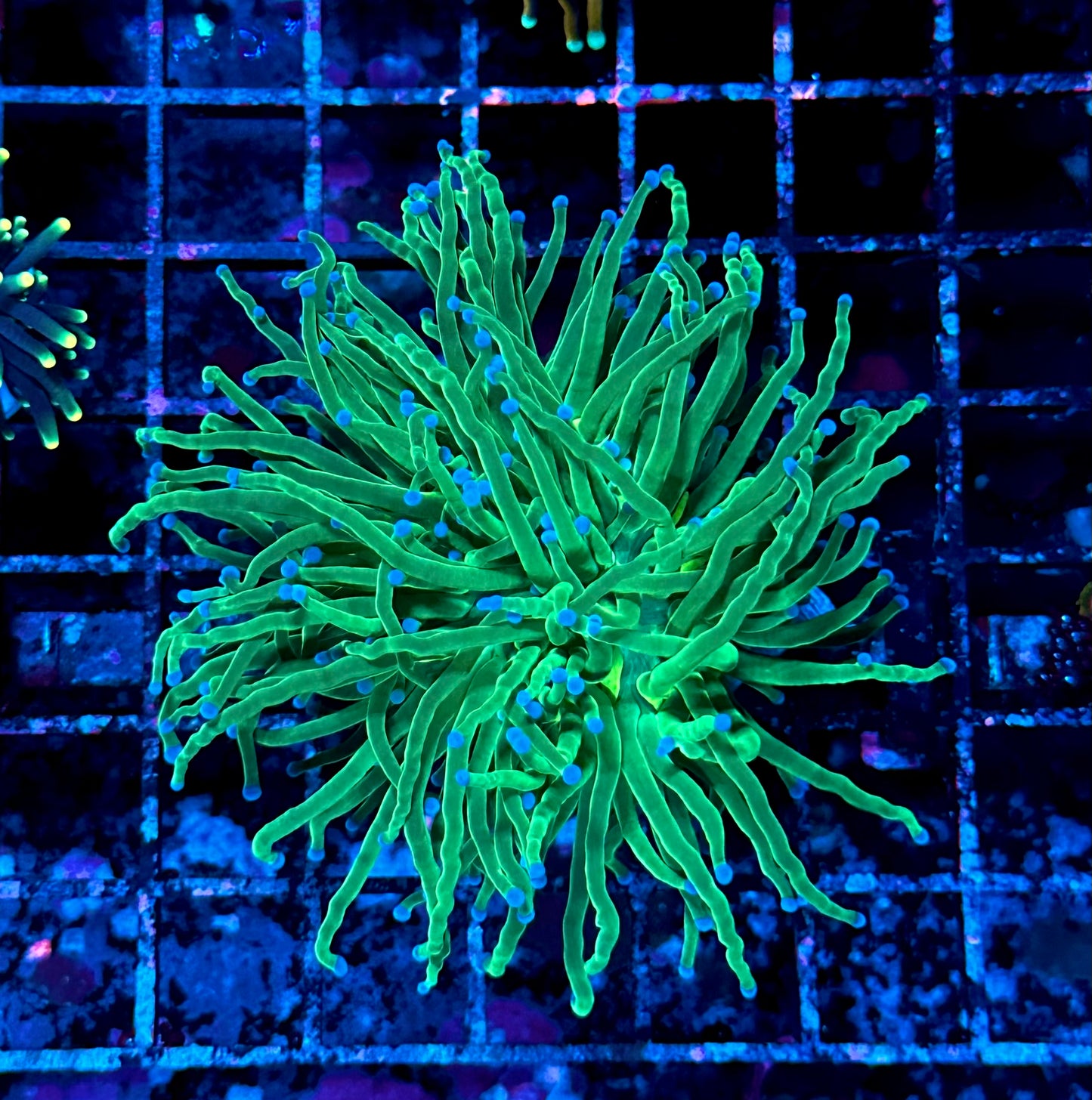 Neon Green Torch Coral w/ Blue Tips (Todd’s Torch) 2 Heads