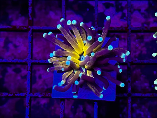 HGC Tiger Torch Coral