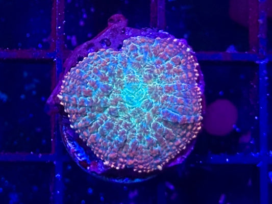 Unique Rhodactis Mushroom Coral